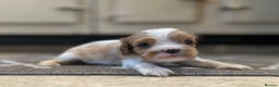 Cavalier King Charles Spaniel dogs for sale: Cavalier King Charles Pups - Advert 3