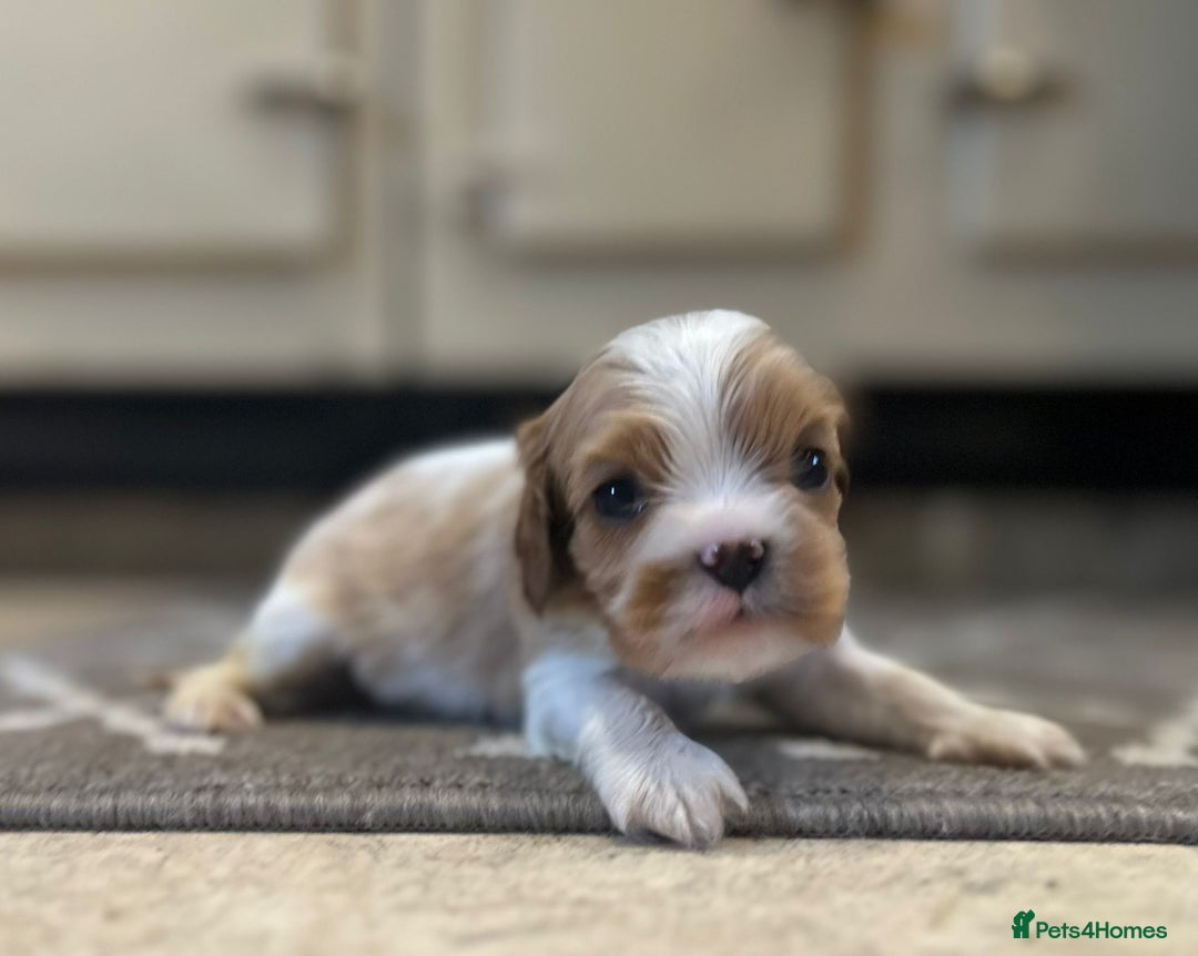 Cavalier King Charles Spaniel dogs for sale: Cavalier King Charles Pups - Advert 3