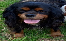Cavalier King Charles Spaniel dogs for stud: Cavalier KC reg health tested proven stud  - Image 17