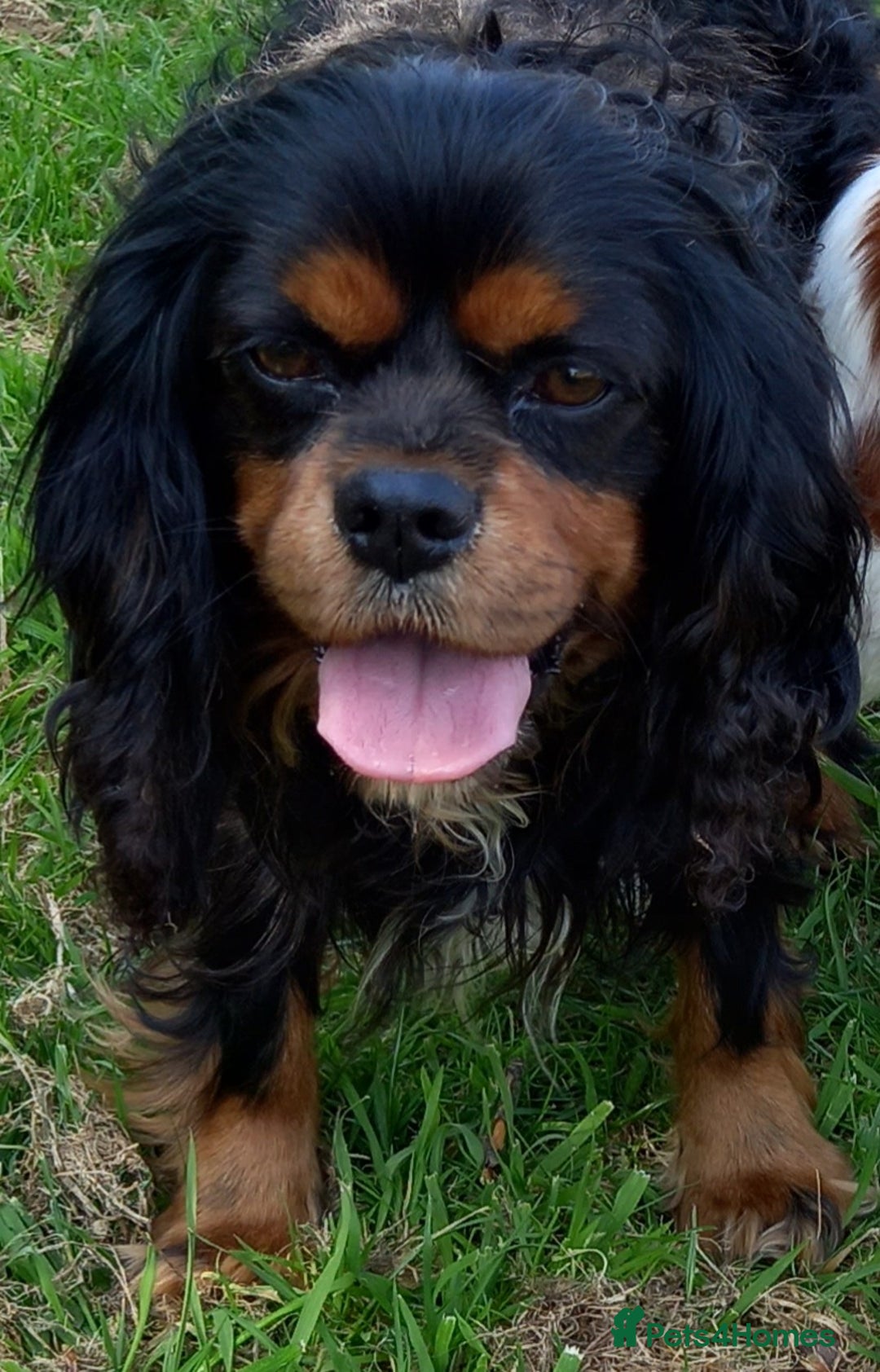 Cavalier King Charles Spaniel dogs for stud: Cavalier KC reg health tested proven stud  - Image 17