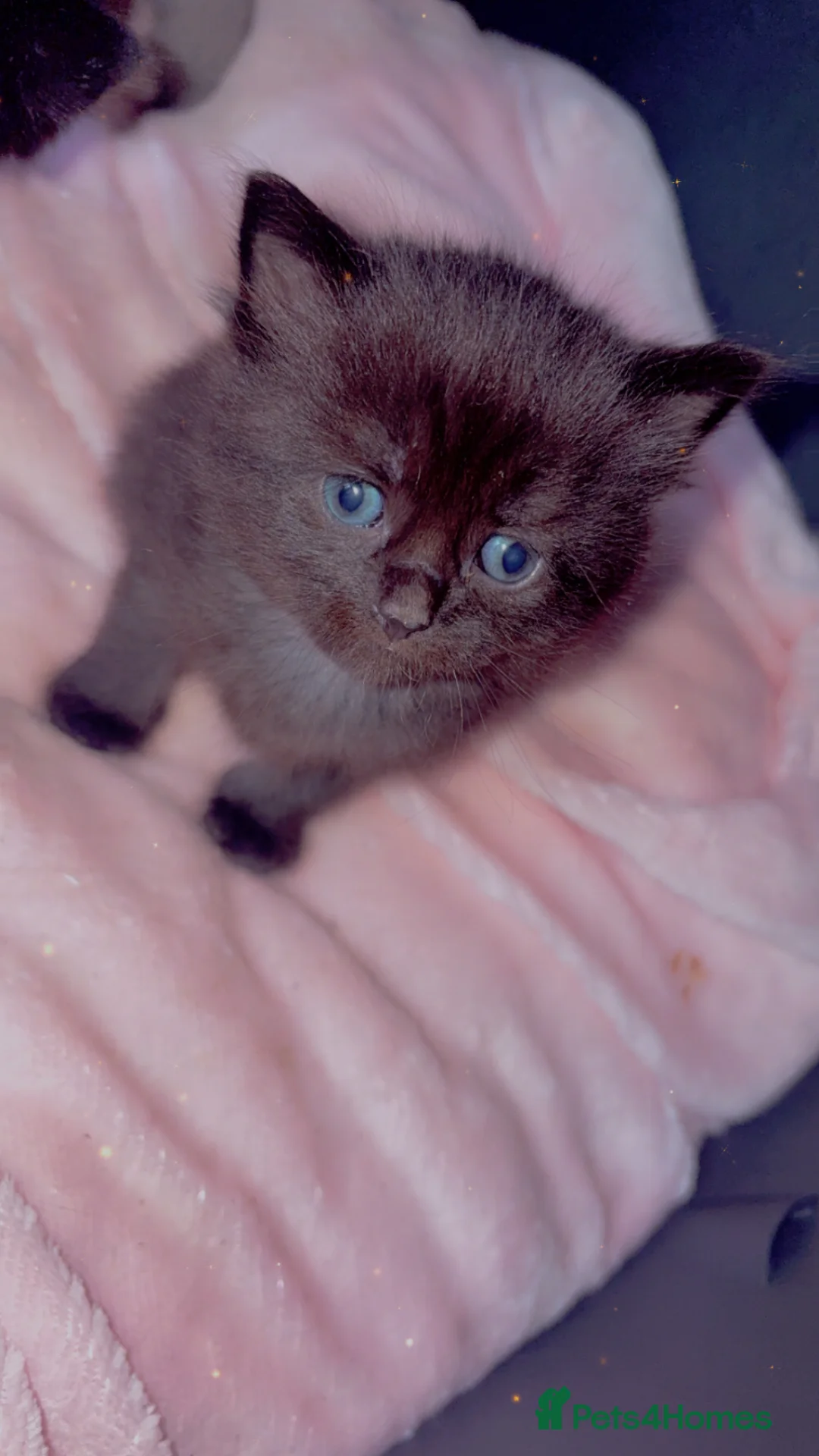 Mixed Breed cats for sale: 3 female kittens for rehoming:) - Advert 4