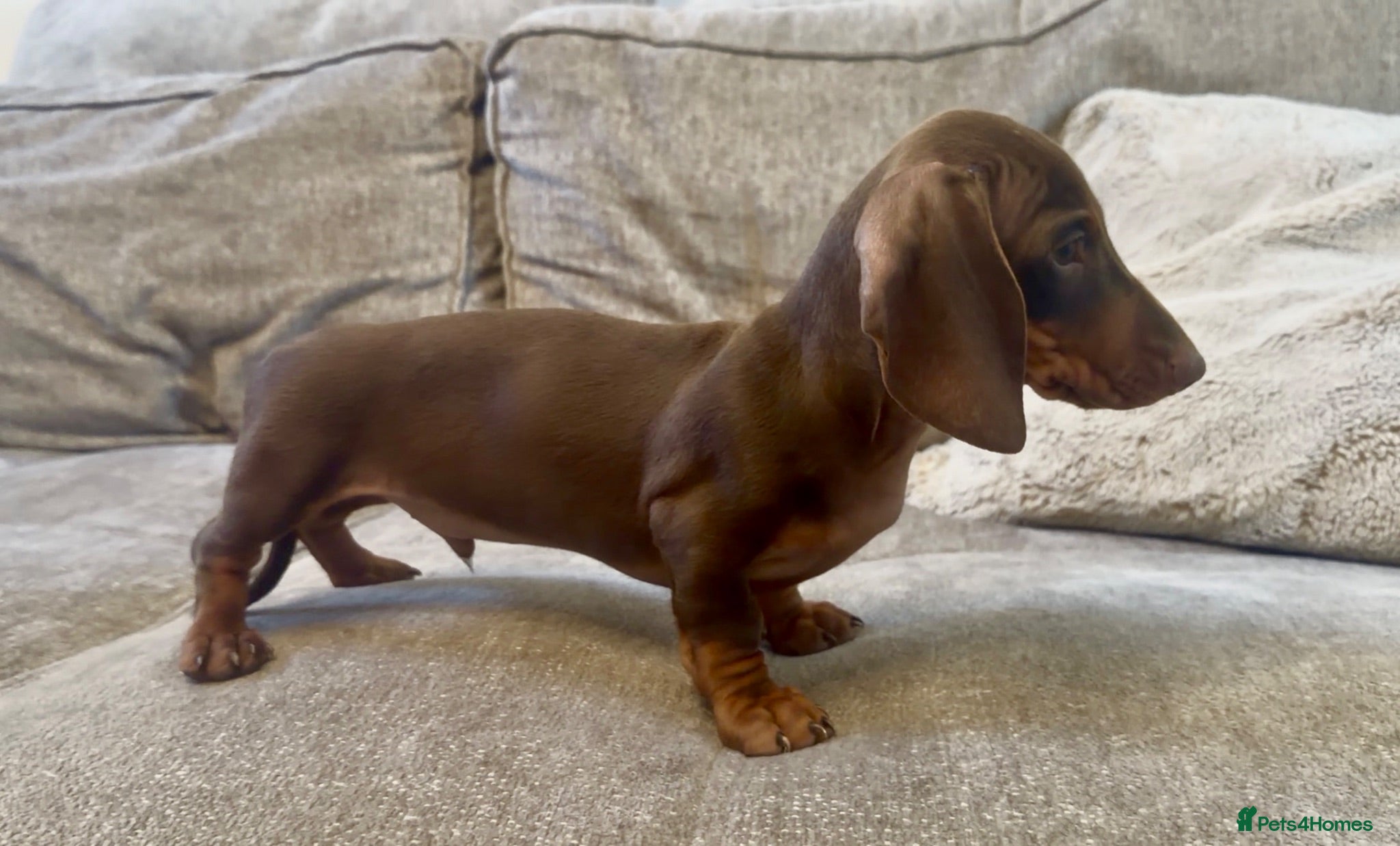 Miniature Dachshund dogs 2 LEFT! READY NOW STUNNING MINI DACHSHUNDS - Advert 1