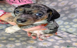Miniature Dachshund dogs for sale: Mini Dachshund Puppies, Gorgeous Colours & Coats - Image 13