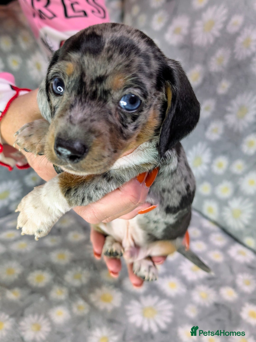 Miniature Dachshund dogs for sale: Mini Dachshund Puppies, Gorgeous Colours & Coats - Image 13