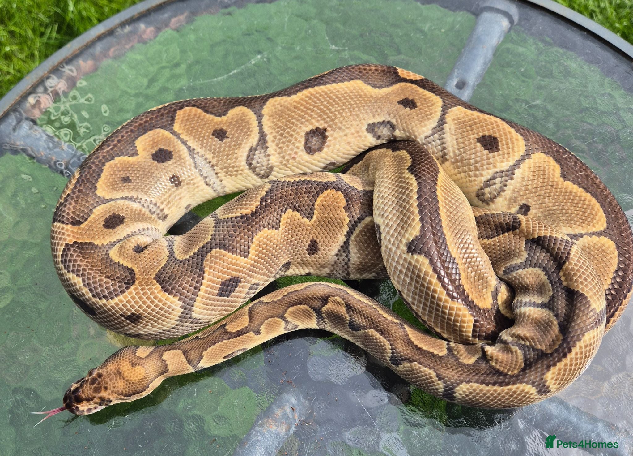 Mixed Breed reptiles Royal python for sale  - Advert 4