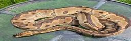 Mixed Breed reptiles for sale: Ball python for sale  weekend sale  - Advert 3