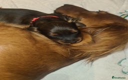 Dachshund dogs for sale: 5 beautiful long-haired Dachshunds pupps - Image 5