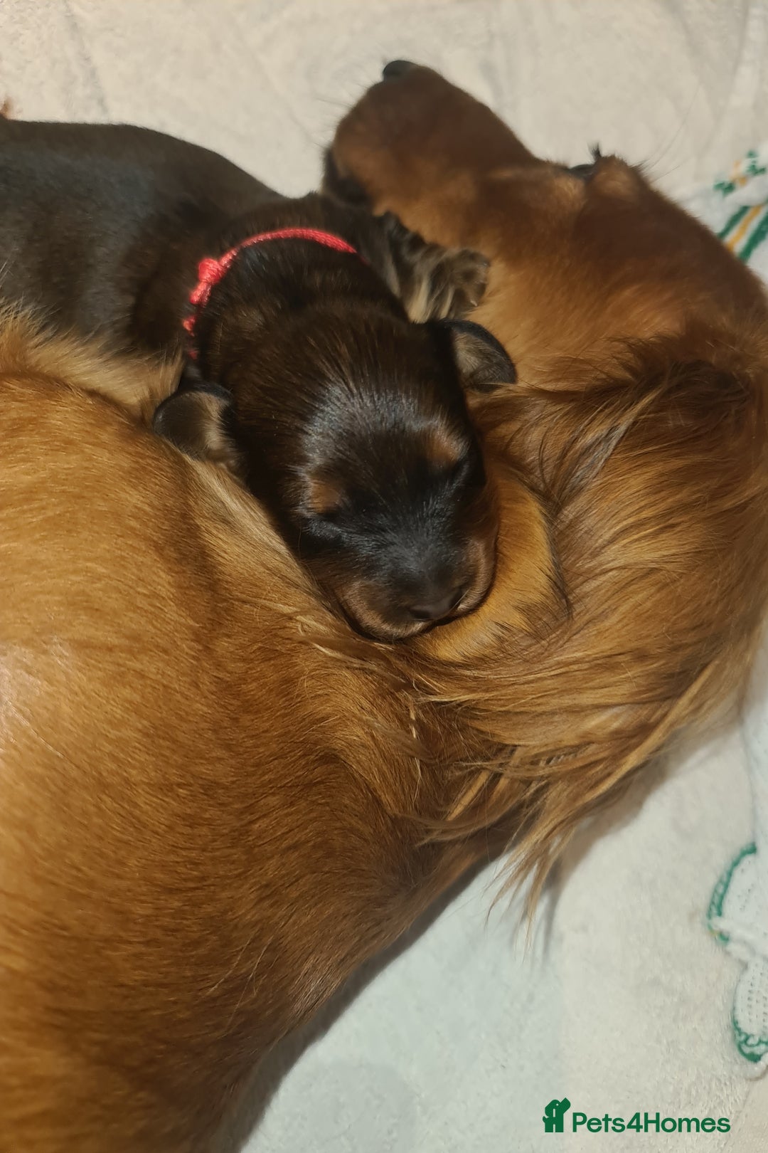 Dachshund dogs for sale: 5 beautiful long-haired Dachshunds pupps - Image 5