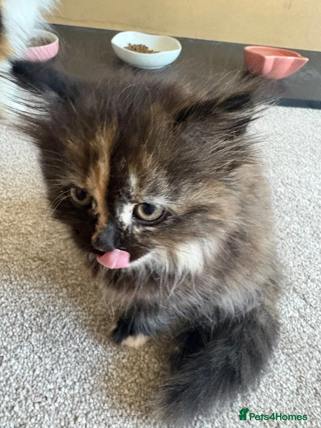 Mixed Breed cats for sale: Fluffy kittens finger and mixed  - Advert 2