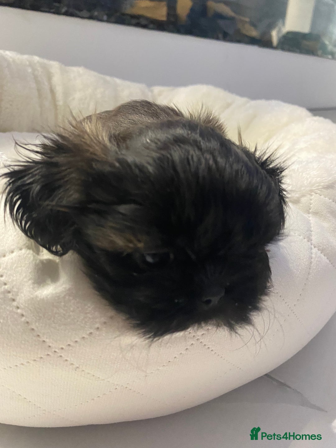 Shih Tzu dogs for sale: Imperial Shih Tzu three girls available - Advert 17
