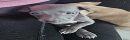 Mixed Breed dogs for sale: Whippet x Italian greyhound  in Bridport - Advert 5