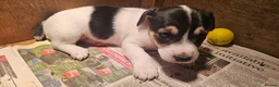 Jack Russell dogs for sale: Jack Russell Puppies - Advert 4