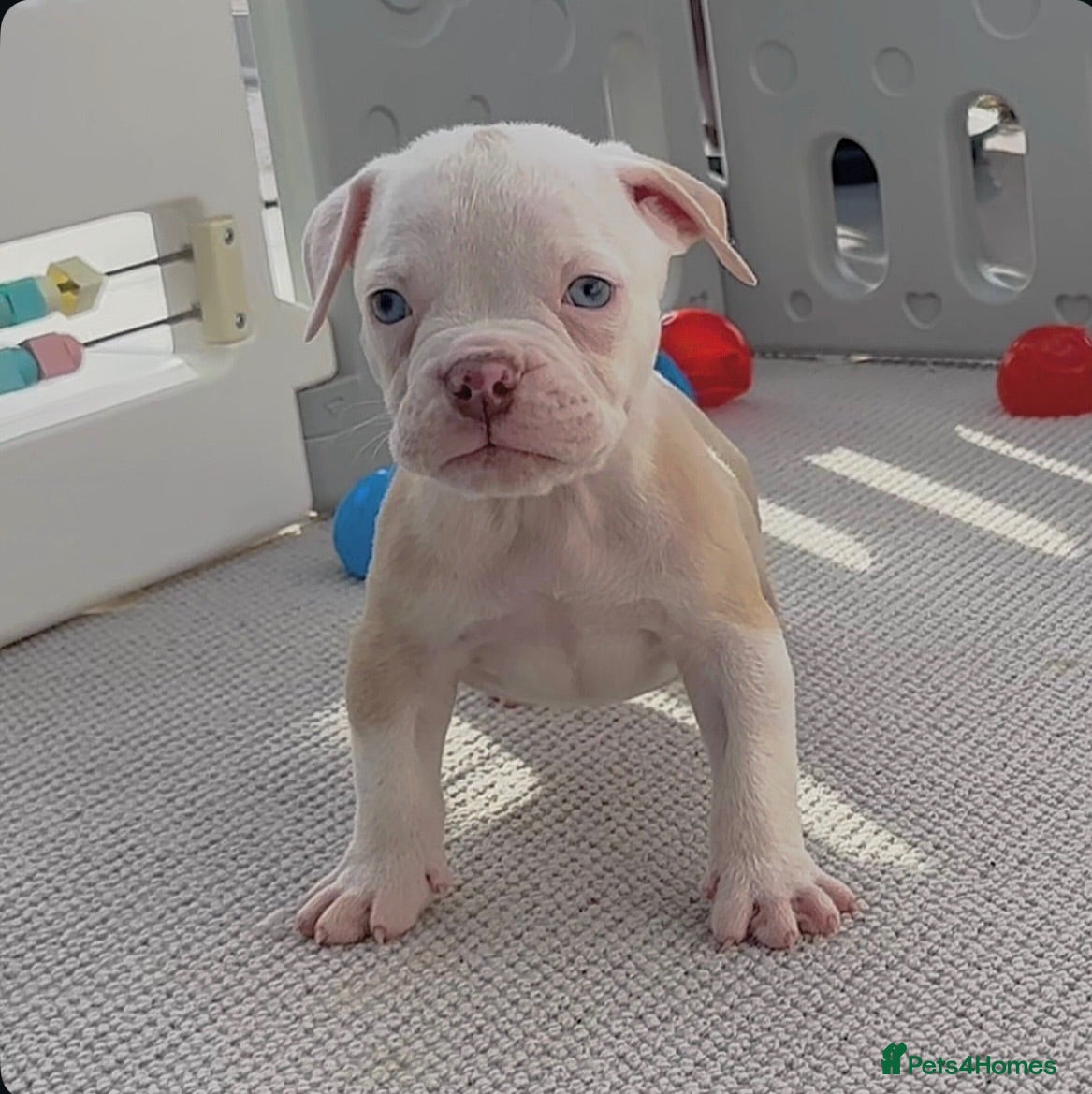 Olde English Bulldogge dogs 24 years 5⭐️Licensed & Registered, uk No 1  - Advert 12
