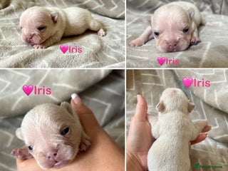 French Bulldog dogs French Bull Dog Puppies - Advert 6