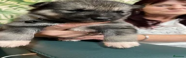 Shepsky 2
