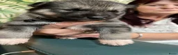 Shepsky dogs for sale: Husky Shepard puppies in Bedford - Advert 6