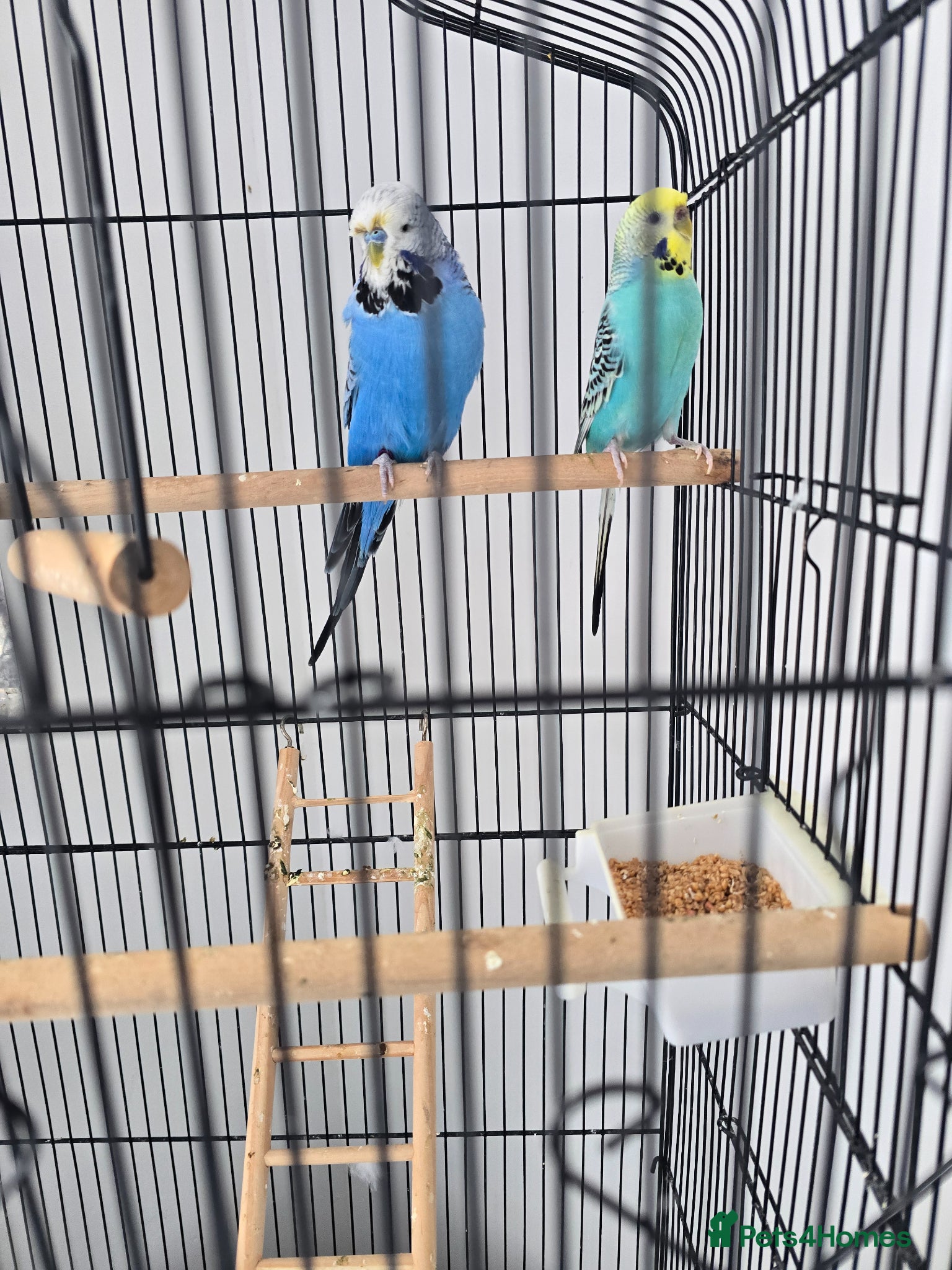Budgerigars birds Budgies with cage  - Advert 1