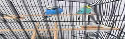 Budgerigars birds for sale: Budgies with cage  in Thornton-Cleveleys - Advert 1