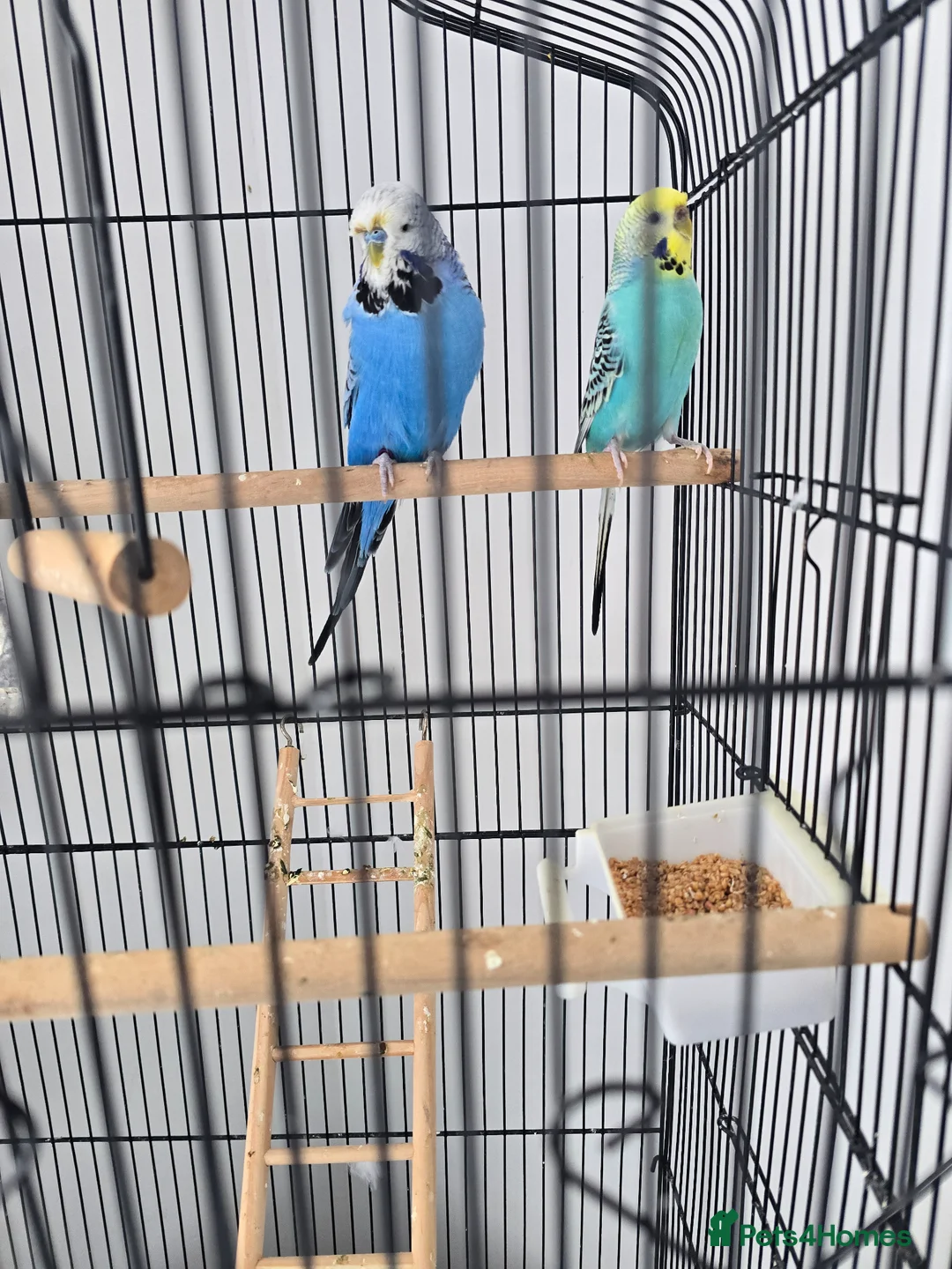 Budgerigars birds for sale: Budgies with cage  in Thornton-Cleveleys - Advert 1