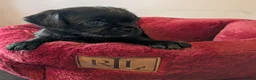 Mixed Breed dogs for sale: Pug x Lab x Jack Russell Puppies in Leicester - Advert 2