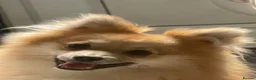 Pomeranian dogs for sale: Teddy-pomerian 10 months old - Advert 1