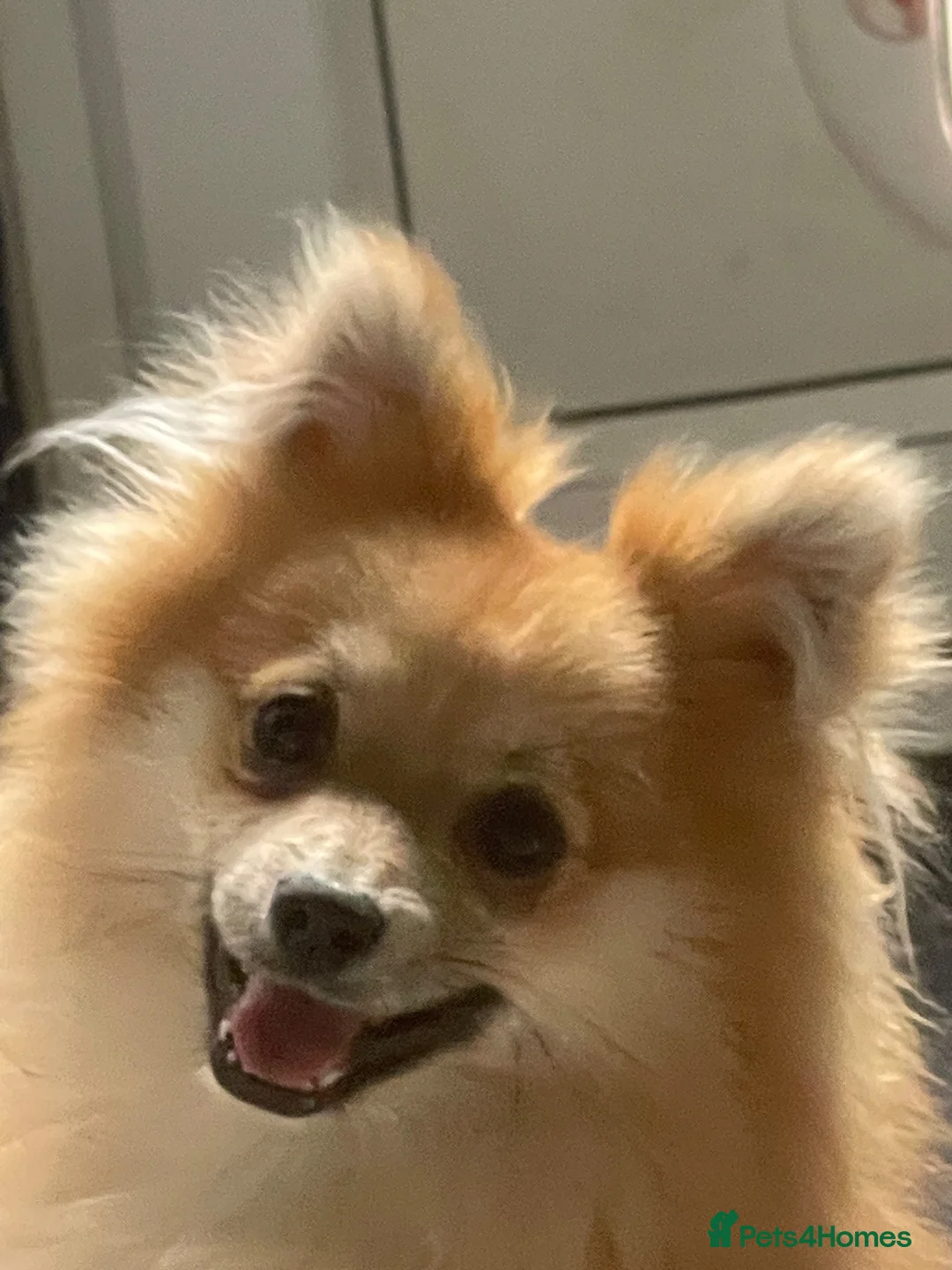 Pomeranian dogs for sale: Teddy-pomerian 10 months old - Advert 1