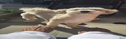 Poochon dogs for stud: Gorgeous, content Poochon stud!!  - Advert 11