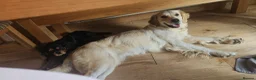 Goldendoodle dogs for sale: GOLDENDOODLES - Advert 18