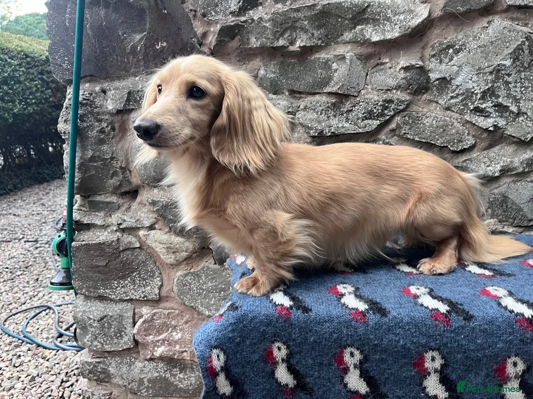 Miniature Dachshund dogs for sale: Outstanding KC  Long hair miniature dachshund  - Advert 7