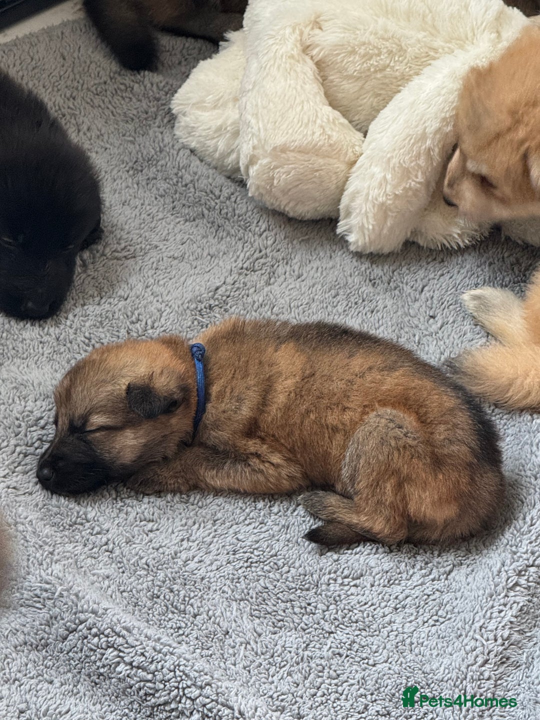 German Shepherd dogs for sale: German Shepherd Puppies  - Image 20