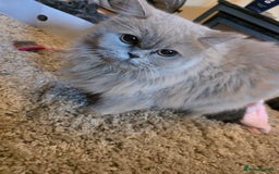 Scottish Fold cats for sale: 3 Scottish Folds (6weeks) - Image 5