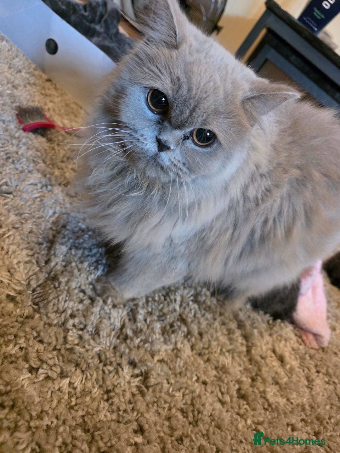 Scottish Fold cats for sale: 3 Scottish Folds (6weeks) - Image 5
