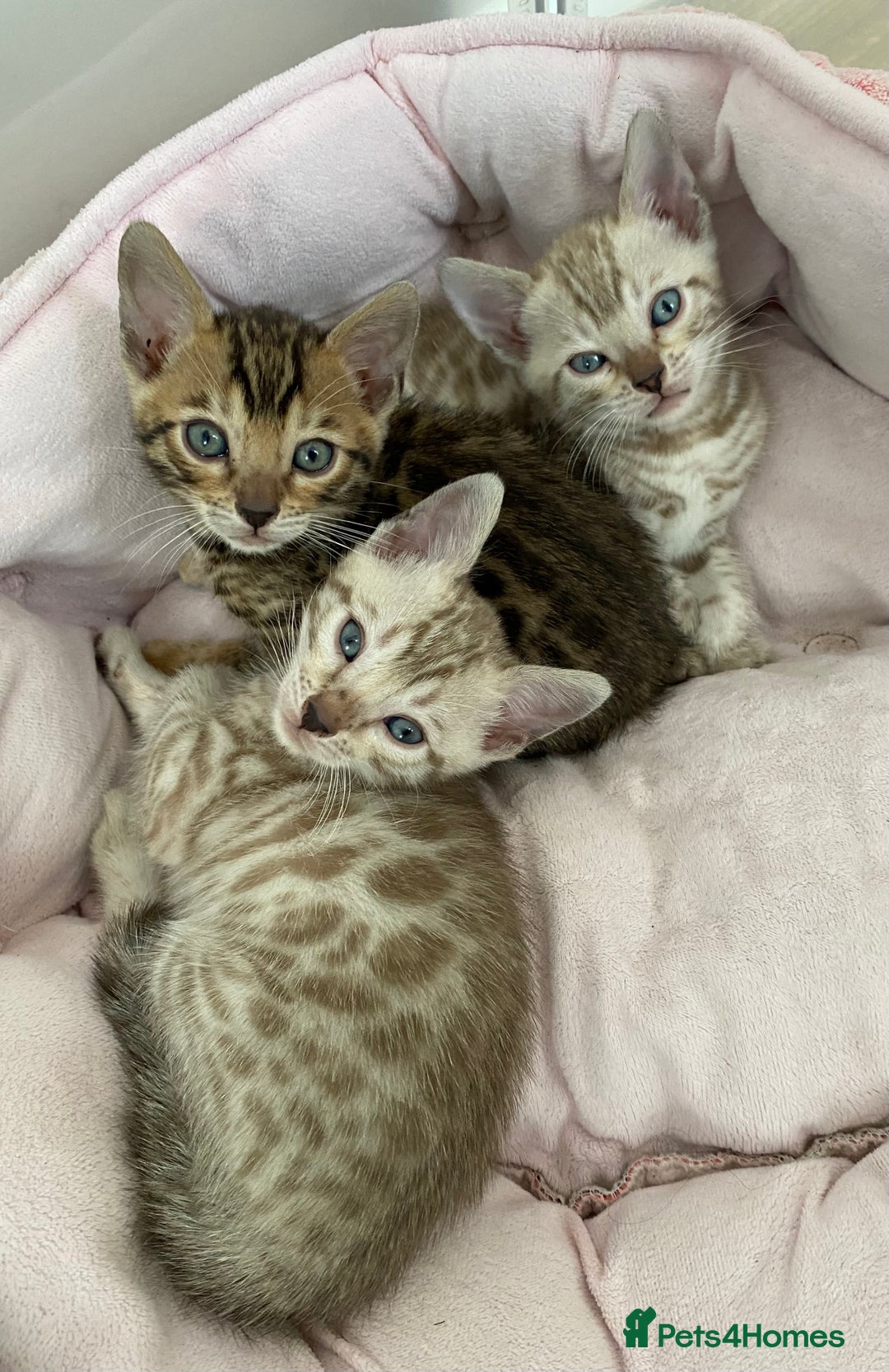 Bengal cats for sale: Beautiful Bengal Kittens Brown & Snows - Image 9