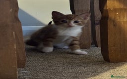 British Shorthair cats for sale: Short haired kittens  - Image 2