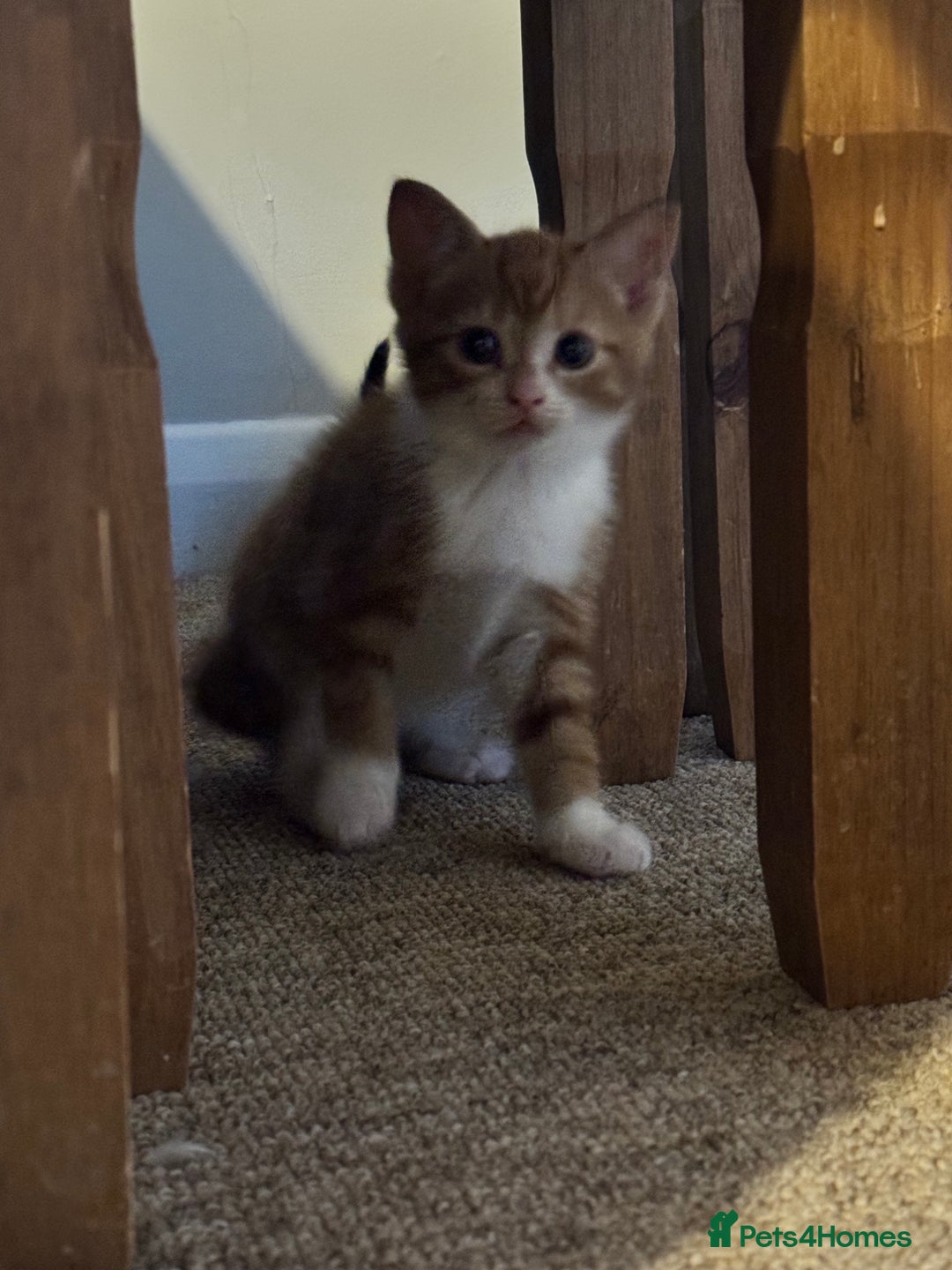 British Shorthair cats for sale: Short haired kittens  - Image 2