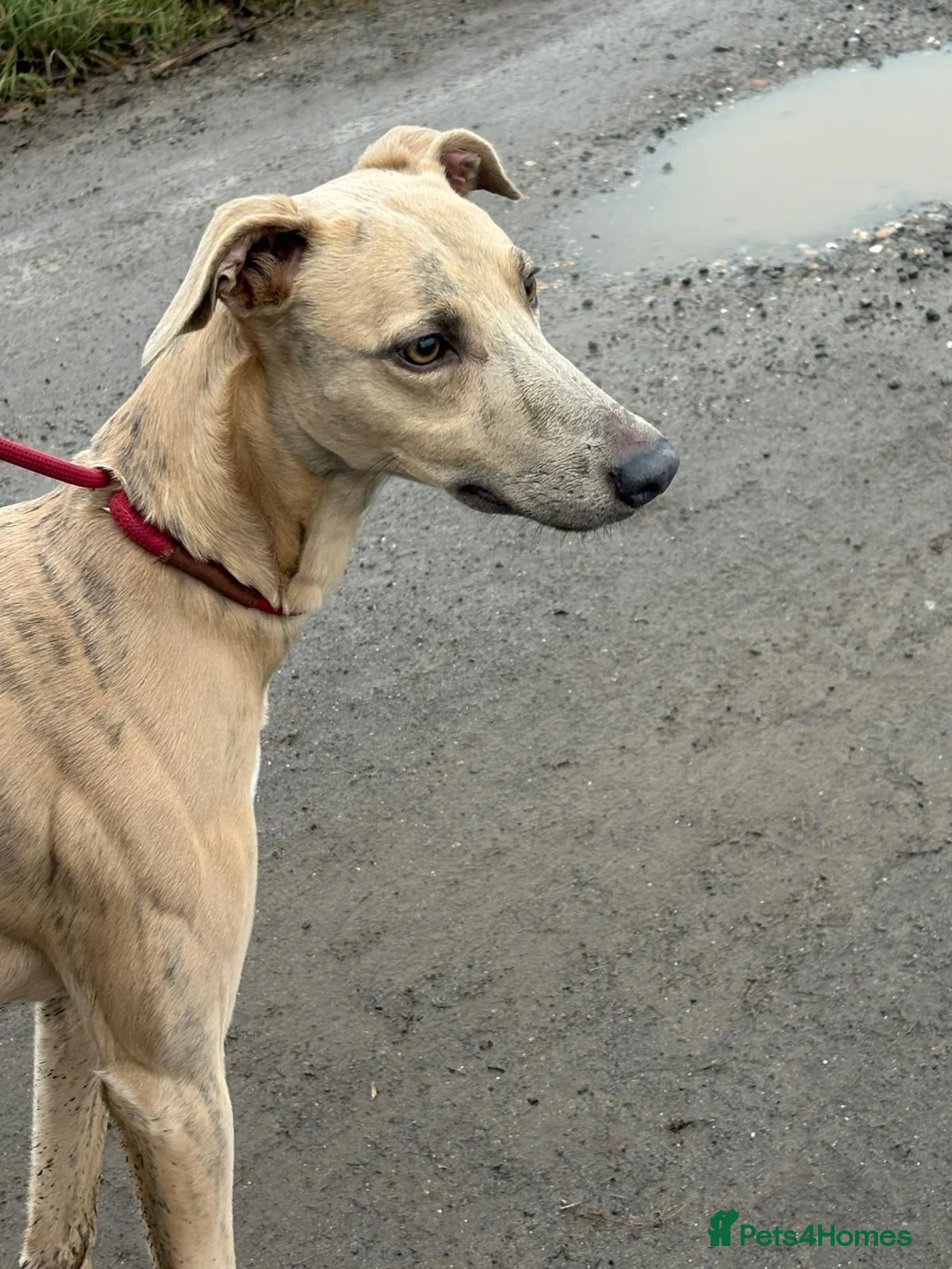 Lurcher dogs for sale: Collie greyhound whippet greyhound Lurcher pups  - Advert 11