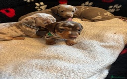 Dachshund dogs for sale: Miniature dapple chocolate boy puppies - Image 6