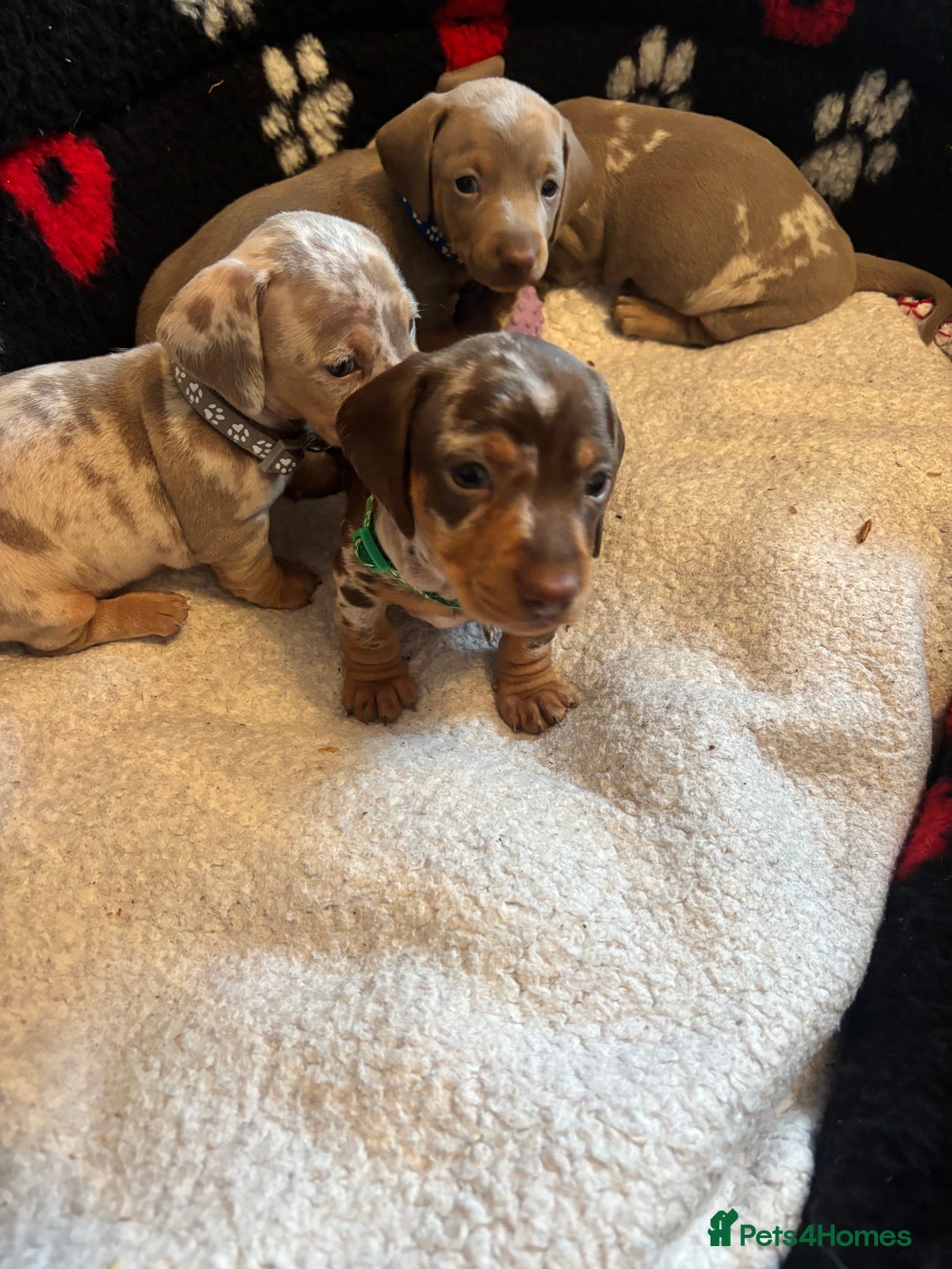 Dachshund dogs for sale: Miniature dapple chocolate boy puppies - Image 6