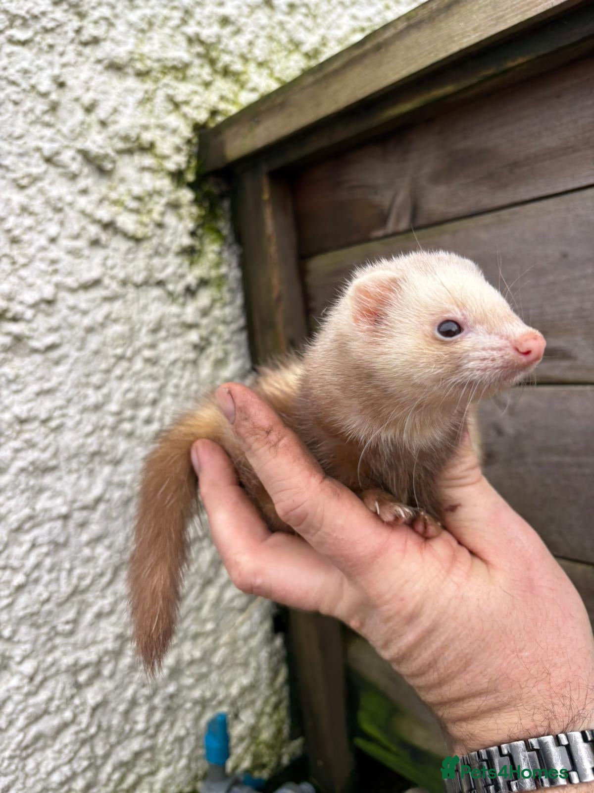 Ferret rodents Ferrets for sale  - Advert 2