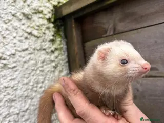Ferret rodents Ferrets for sale - Advert 2