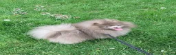 Pomeranian dogs for sale: Lilac RKC registered pomeranian male in Sevenoaks - Advert 16