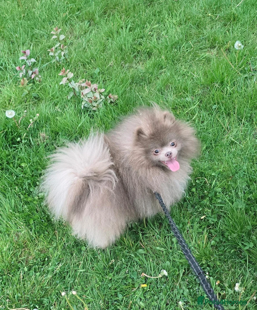 Pomeranian dogs for sale: Lilac RKC registered pomeranian male in Sevenoaks - Advert 16