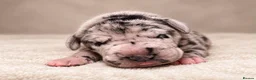 Great Dane dogs for sale: 🐾KC REGISTERED GREAT DANE PUPPIES — NORTHAMPTON🐾 - Advert 5