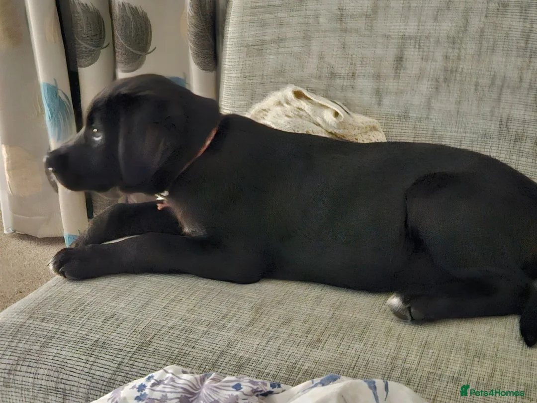 Mixed Breed dogs for sale: 14 week old Malador - Advert 1