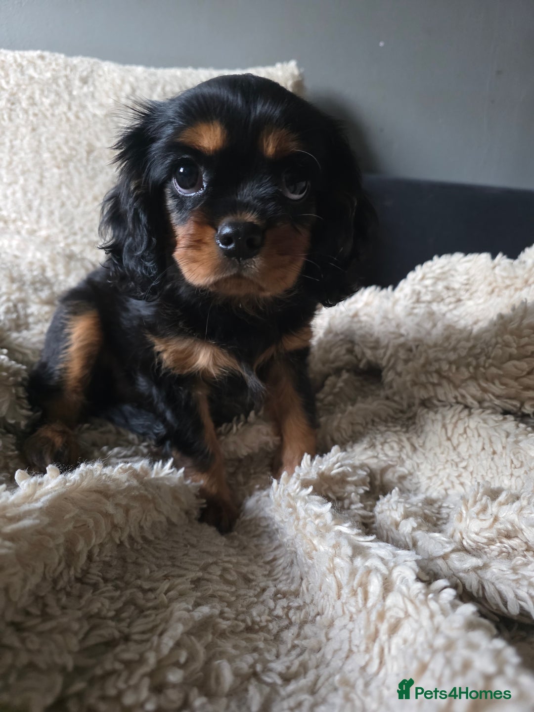 Cavalier King Charles Spaniel dogs for sale: KC Cavalier pupies - Advert 10
