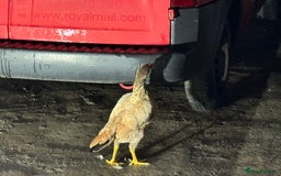 Chickens poultry for sale: Aseel Shamo GameFowl Cockfighting Chickens Pair - Image 9