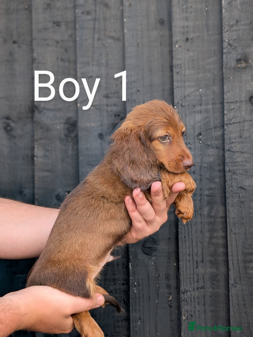 Miniature Dachshund dogs for sale: Mini dachshund puppies - Image 2