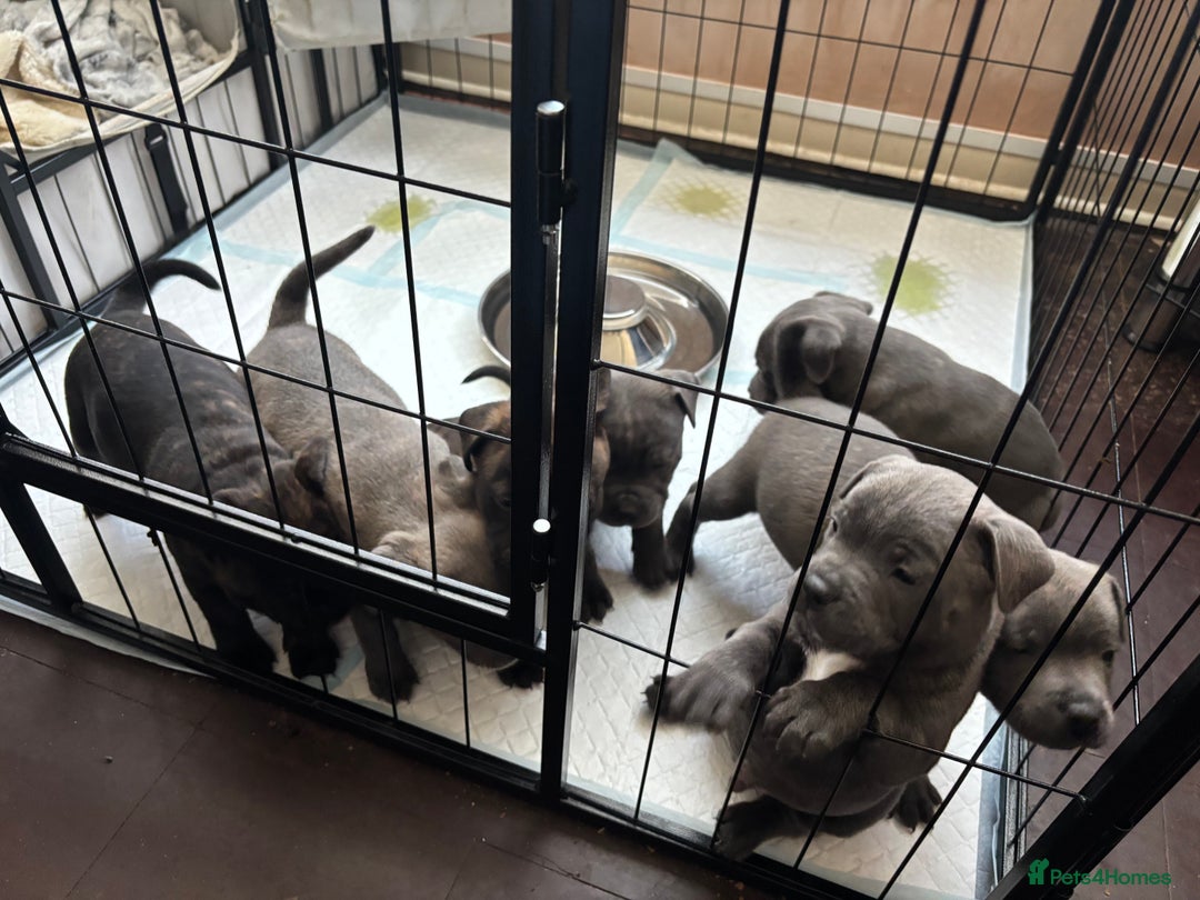 Staffordshire Bull Terrier dogs for sale: Staffordshire bull terrier puppies  - Image 6