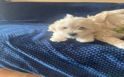 Bichon Frise dogs for sale: 4 adorable bichon puppy’s  - Image 25