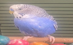 Budgerigars birds for sale: Willow. Male budgie. With cage. 3 years old.  - Image 8